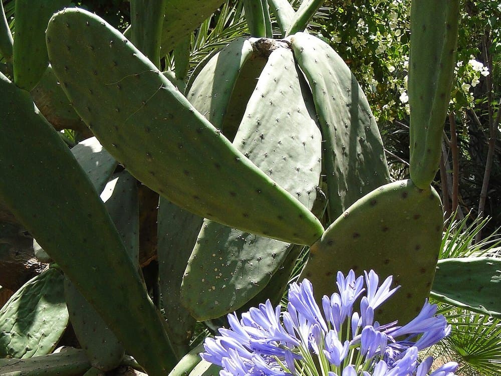 An Exotic Botanical Collection